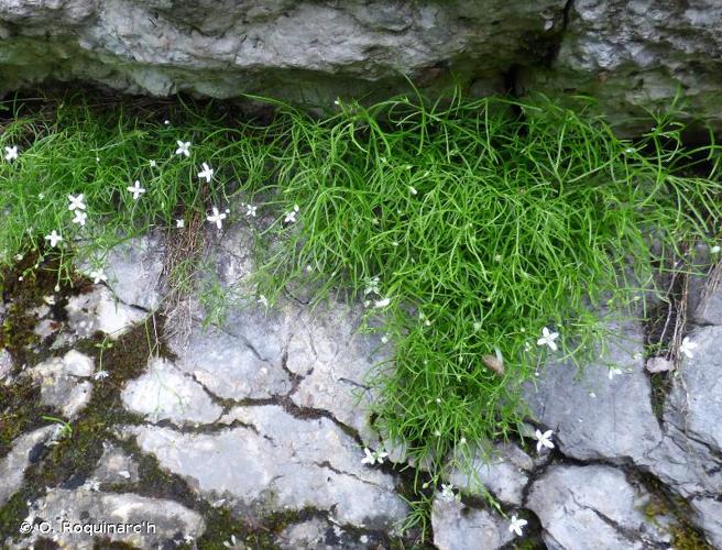 <i>Moehringia muscosa</i> L., 1753 © O. Roquinarc'h