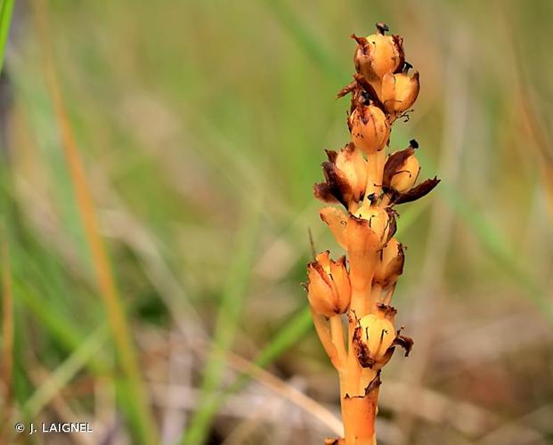 <i>Hypopitys monotropa</i> Crantz, 1766 © J. LAIGNEL