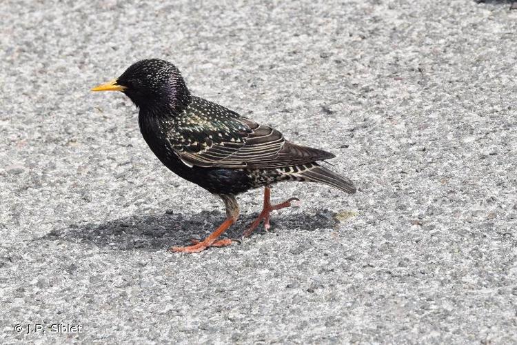 <i>Sturnus vulgaris</i> Linnaeus, 1758 © J.P. Siblet