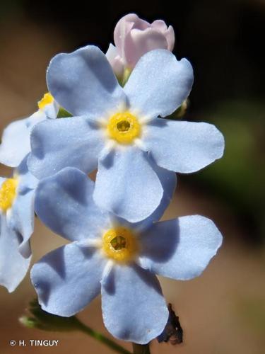 <i>Myosotis nemorosa</i> Besser, 1821 © H. TINGUY