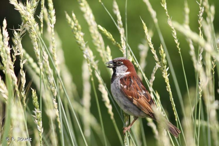 <i>Passer domesticus</i> (Linnaeus, 1758) © F. Jiguet