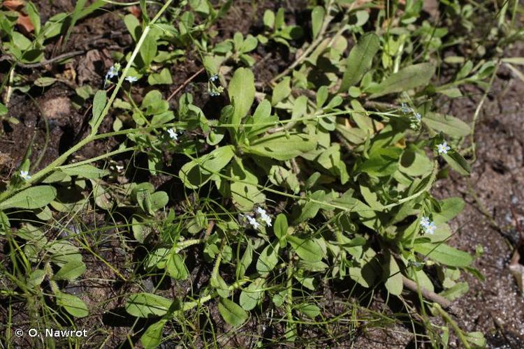 <i>Myosotis secunda</i> A.Murray, 1836 © O. Nawrot