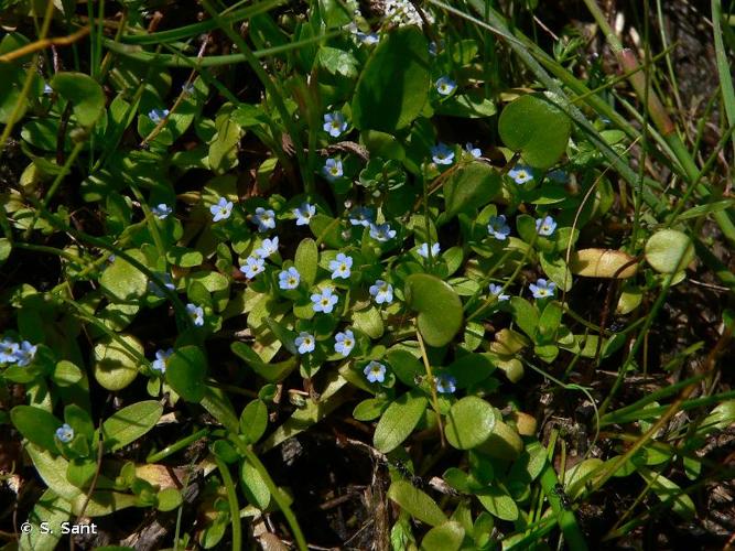 <i>Myosotis sicula</i> Guss., 1843 [nom. cons.] © S. Sant