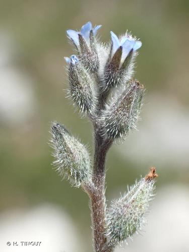 <i>Myosotis stricta</i> Link ex Roem. & Schult., 1819 © H. TINGUY