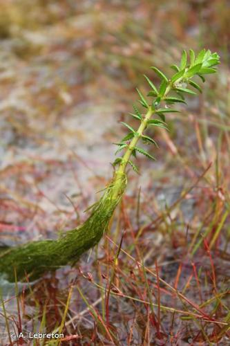 <i>Myriophyllum heterophyllum</i> Michx., 1803 © A. Lebreton