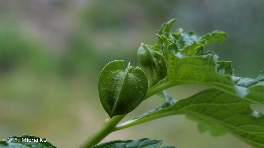 <i>Nicandra physalodes</i> (L.) Gaertn., 1791 © F. Michalke