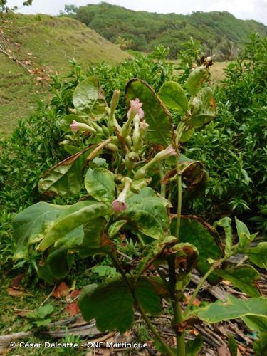 <i>Nicotiana tabacum</i> L., 1753 © César Delnatte - ONF Martinique