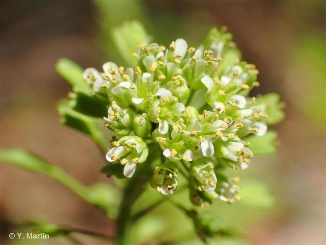 <i>Noccaea brachypetala</i> (Jord.) F.K.Mey., 1973 © 