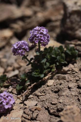 <i>Noccaea rotundifolia</i> (L.) Moench, 1802 © O. Nawrot