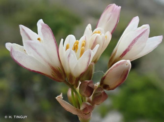 <i>Nothoscordum borbonicum</i> Kunth, 1843 © H. TINGUY