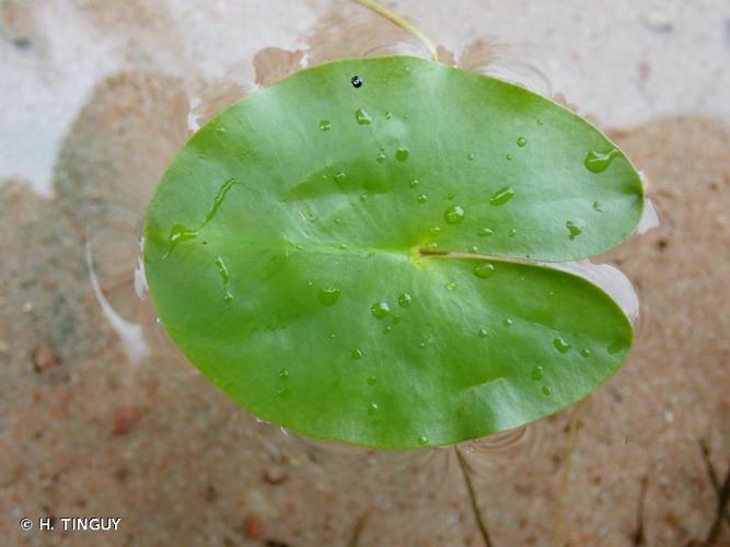 <i>Nuphar pumila</i> (Timm) DC., 1821 © H. TINGUY