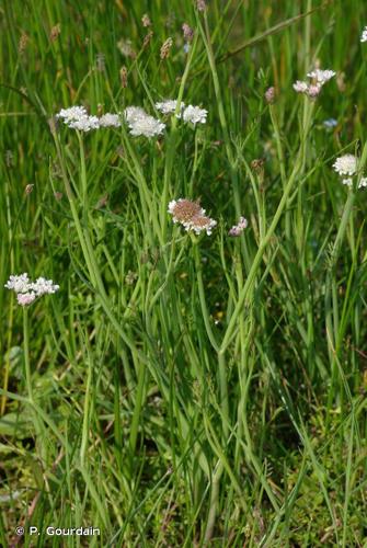 <i>Oenanthe fistulosa</i> L., 1753 © P. Gourdain