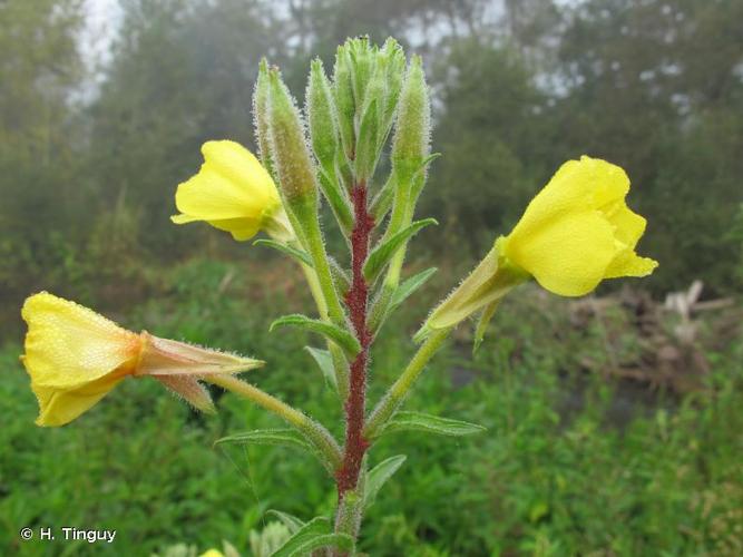 <i>Oenothera ersteinensis</i> R.Linder & R.Jean, 1970 © H. Tinguy