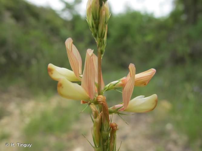 <i>Onobrychis saxatilis</i> (L.) Lam., 1779 © H. Tinguy