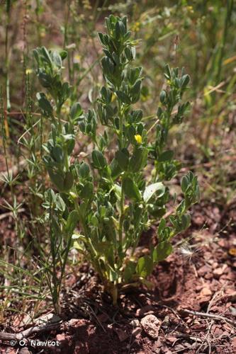 <i>Ononis viscosa</i> L., 1753 &copy; O. Nawrot