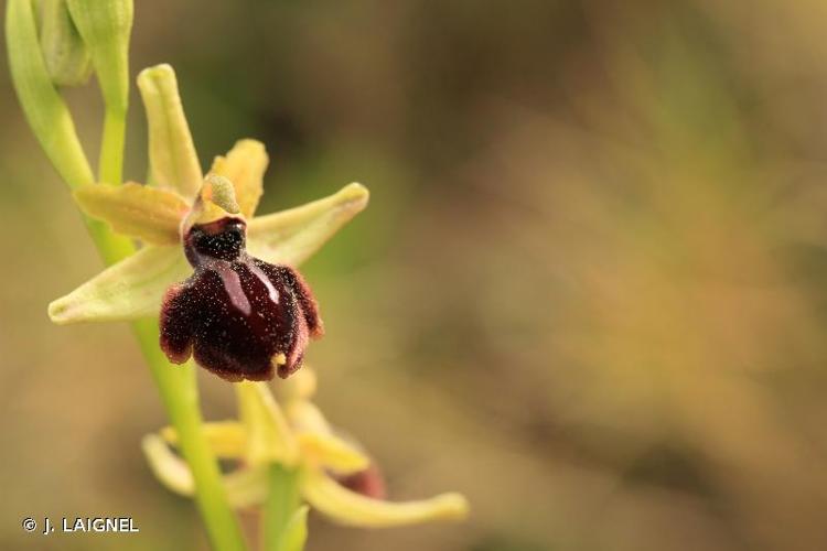 <i>Ophrys aranifera</i> Huds., 1778 © J. LAIGNEL