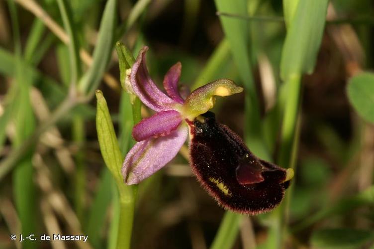 <i>Ophrys bertolonii</i> Moretti, 1823 © J.-C. de Massary