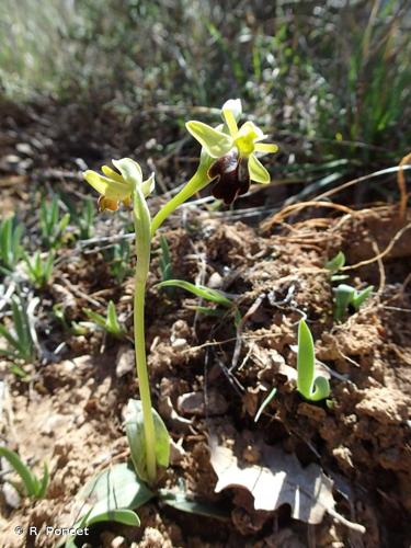 <i>Ophrys fusca</i> Link, 1800 © R. Poncet