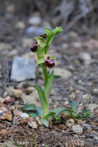 <i>Ophrys provincialis</i> (H.Baumann & Künkele) Paulus, 1988 © A.-H. Paradis