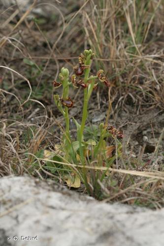 <i>Ophrys speculum</i> Link, 1799 [nom. et typ. cons.] © O. Debré