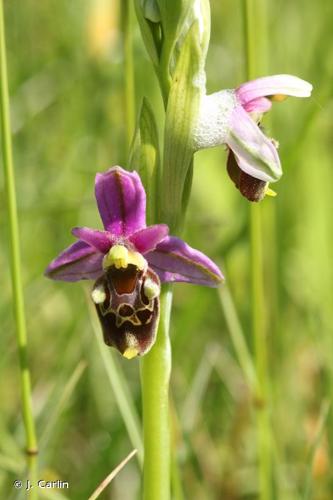 <i>Ophrys vetula</i> Risso, 1844 © J. Carlin