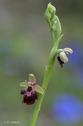 <i>Ophrys </i>x<i> devenensis</i> Rchb.f., 1851 © O. Debré