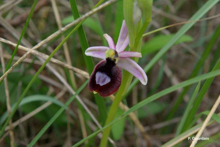 <i>Ophrys saratoi</i> E.G.Camus, 1893 © P. Gourdain