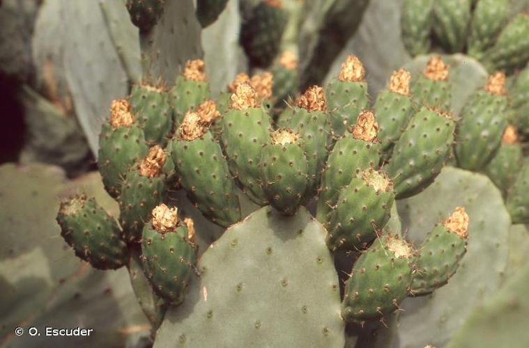 <i>Opuntia ficus-indica</i> (L.) Mill., 1768 © O. Escuder