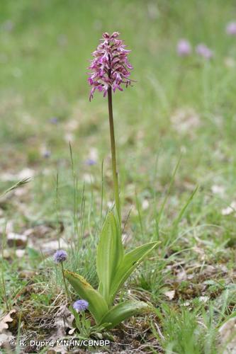 <i>Orchis </i>x<i> angusticruris</i> Franch., 1885 © R. Dupré MNHN/CBNBP