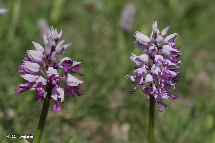 <i>Orchis </i>x<i> beyrichii</i> A.Kern., 1865 © O. Debré