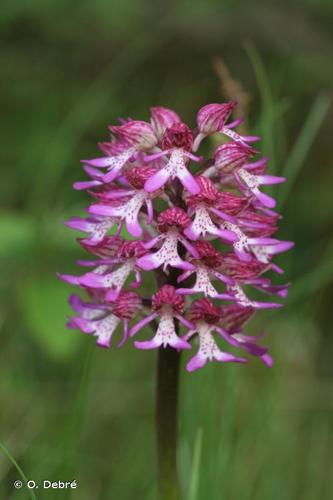 <i>Orchis </i>x<i> hybrida</i> Boenn. ex Rchb., 1830 © O. Debré