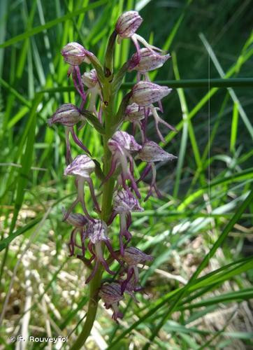 <i>Orchis </i>x<i> meilsheimeri</i> Rouy, 1912 © P. Rouveyrol