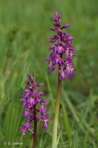 <i>Orchis </i>x<i> penzigiana</i> A.Camus, 1928 © O. Debré