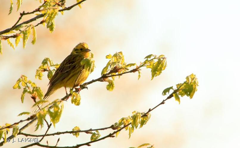 <i>Emberiza citrinella</i> Linnaeus, 1758 © J. LAIGNEL