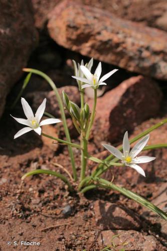 <i>Ornithogalum divergens</i> Boreau, 1847 © S. Filoche