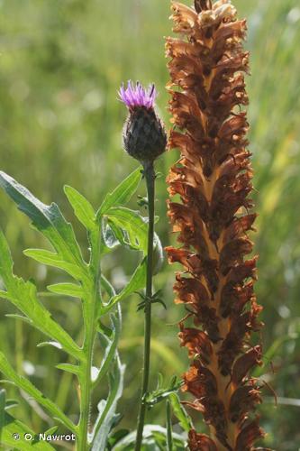 <i>Orobanche elatior</i> Sutton, 1798 © O. Nawrot