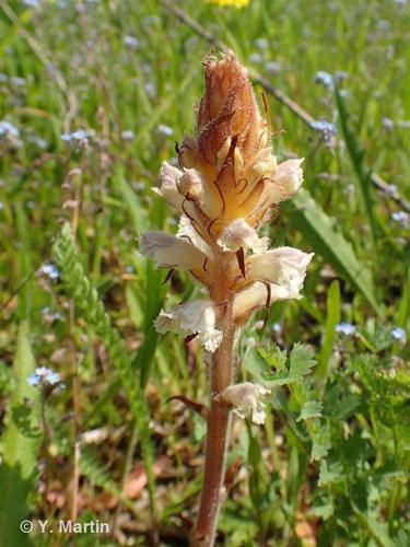 <i>Orobanche picridis</i> F.W.Schultz, 1830 © 