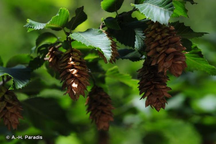 <i>Carpinus ostrya</i> L., 1753 © A.-H. Paradis