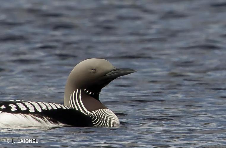 <i>Gavia arctica</i> (Linnaeus, 1758) © J. LAIGNEL