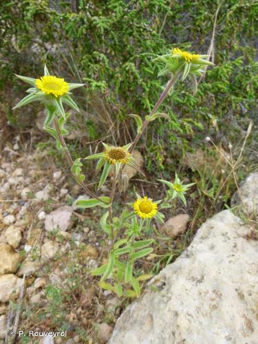 <i>Pallenis spinosa</i> (L.) Cass., 1825 © P. Rouveyrol