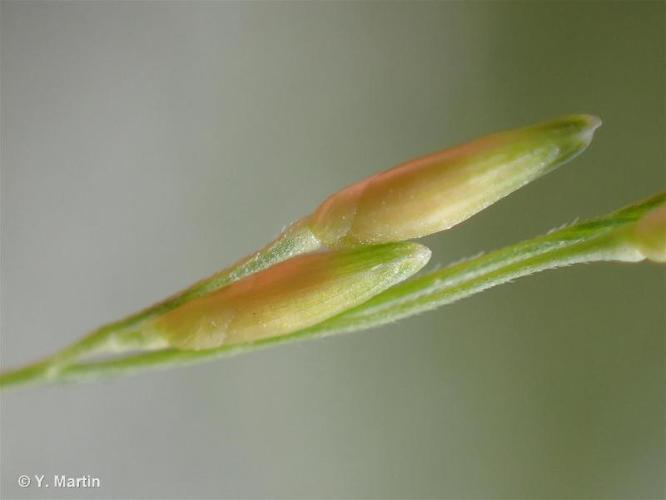 <i>Panicum dichotomiflorum</i> Michx., 1803 © 