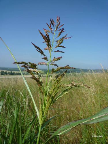 <i>Panicum miliaceum</i> L., 1753 © P. Gourdain