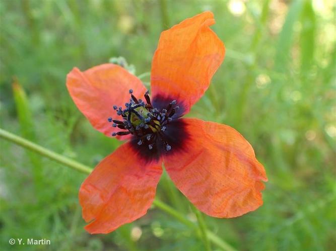 <i>Papaver argemone</i> L., 1753 © 