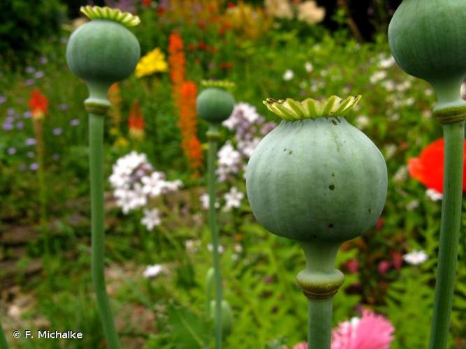 <i>Papaver somniferum</i> L., 1753 © F. Michalke