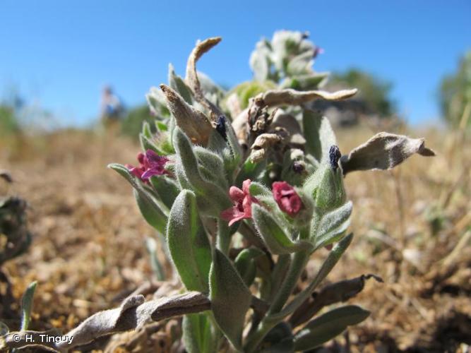 <i>Cynoglossum cheirifolium</i> L., 1753 © H. Tinguy