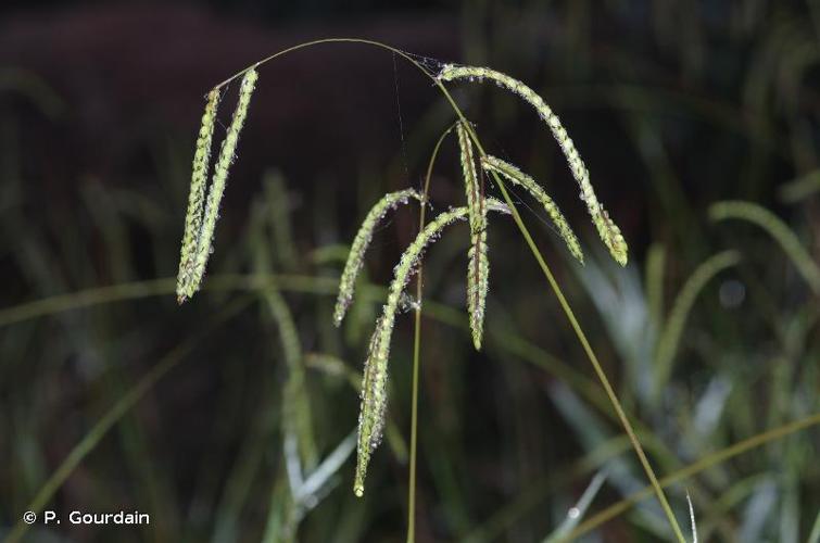 <i>Paspalum dilatatum</i> Poir., 1804 © P. Gourdain