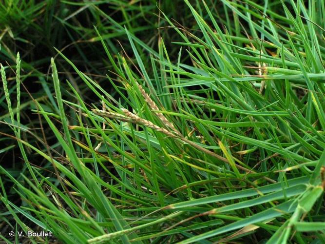 <i>Paspalum vaginatum</i> Sw., 1788 &copy; V. Boullet