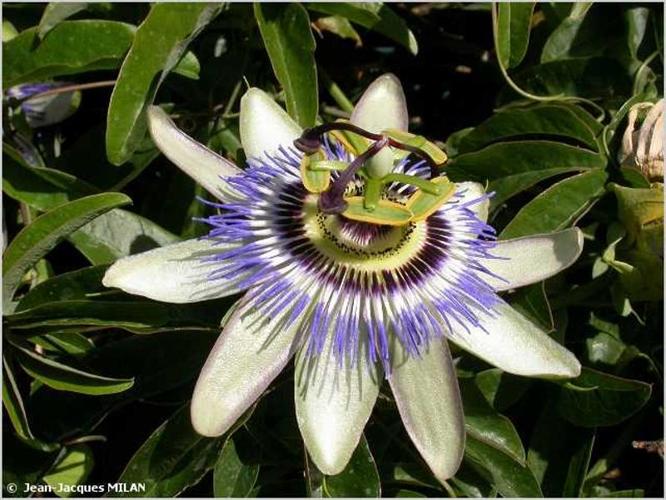 <i>Passiflora caerulea</i> L., 1753 © J.-J. Milan