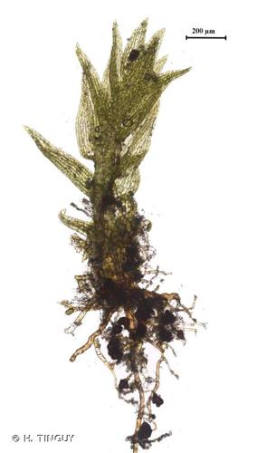 <i>Dicranella staphylina</i> H.Whitehouse, 1969 © H. TINGUY