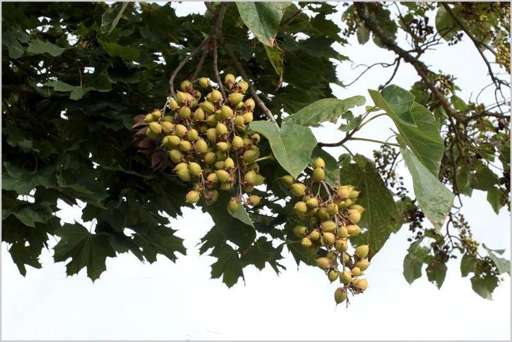 <i>Paulownia tomentosa</i> (Thunb.) Steud., 1841 © 